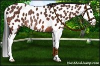 Horse Color:Brown Splash Near Leopard Rabicano 