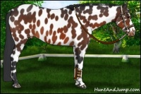 Horse Color:Brown Leopard 