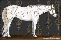 Horse Color:Chestnut Splash Near Leopard 