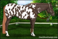 Horse Color:Liver Chestnut Appaloosa 
