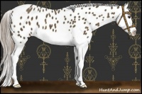 Horse Color:Chocolate Palomino Splash Appaloosa