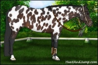 Horse Color:Brown Appaloosa 