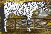 Horse Color:Black Appaloosa 