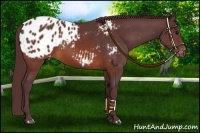 Horse Color:Chocolate Brown Appaloosa 