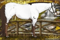 Horse Color:Liver Chestnut Appaloosa 