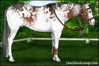 Horse Color:White Spotted Brown 