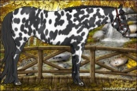 Horse Color:Black Near Leopard 