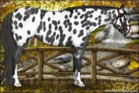 Horse Color:Liver Red Roan Sabino Appaloosa