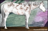 Horse Color:Bay Sabino 