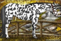 Horse Color:Black Appaloosa