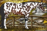 Horse Color:Brown Near Leopard 