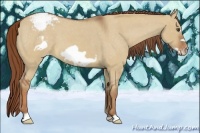Horse Color:Red Dun Roan Frame Appaloosa 