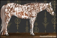 Horse Color:Chestnut Sabino  and Bay Sabino Splash Appaloosa Rabicano