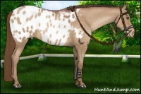 Horse Color:Brown Pearl Appaloosa