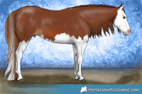 Horse Color:Chestnut Splash