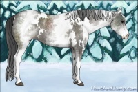 Horse Color:White Spotted Grullo Rabicano 
