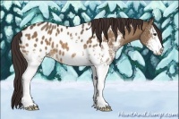 Horse Color:White Spotted Brown Dun Sabino Appaloosa 