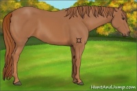 Horse Color:Chestnut 