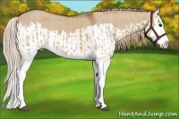 Horse Color:Red Dun Splash  and Red Dun Splash 