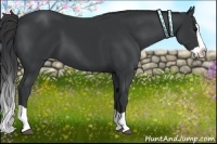 Horse Color:Black Splash