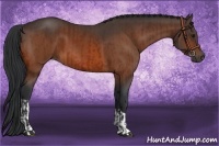 Horse Color:Bay and Bay
