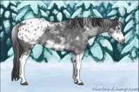 Horse Color:White Spotted Blue Roan Splash Frame Appaloosa