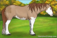 Horse Color:Red Dun Splash  and Red Dun Splash 