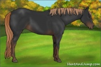 Horse Color:Liver Chestnut 