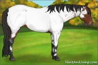 Horse Color:Brown Appaloosa 
