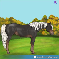 Horse Color:Liver Chestnut Mushroom 