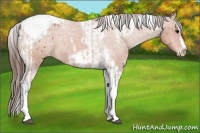 Horse Color:Bay Splash Tobiano Appaloosa  and Bay Splash Tobiano Frame Appaloosa 