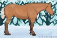 Horse Color:Silver Bay 