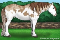 Horse Color:Red Dun Splash and Red Dun Splash