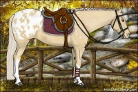 Horse Color:Palomino Blanket 