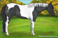 Horse Color:Blue Roan Tobiano 