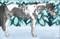 Horse Color:Blue Roan Splash Tobiano
