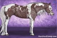 Horse Color:Chocolate Silver Black Chinchilla Tobiano and Chocolate Silver Black Chinchilla Splash Tobiano