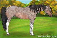 Horse Color:Bay Ice Roan Tobiano 