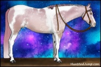 Horse Color:Liver Red Dun Pearl Sabino Tobiano