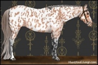 Horse Color:Bay Roan Near Leopard 
