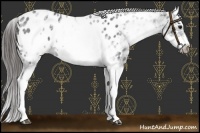 Horse Color:White Spotted Blue Roan Splash Frame Appaloosa 