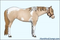 Horse Color:Red Roan Pearl Tobiano Frame 