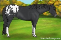 Horse Color:Black Appaloosa