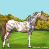 Horse Color:Liver Chestnut Pearl Tobiano Frame Appaloosa 
