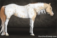 Horse Color:Gold Champagne Roan Dun Splash Tobiano Frame Appaloosa Rabicano 