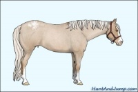 Horse Color:Silver Blue Roan Pearl Sabino Appaloosa 