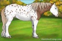Horse Color:Chestnut Splash Appaloosa 