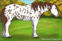 Horse Color:Chestnut Splash Appaloosa 