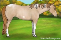 Horse Color:Red Roan Pearl Tobiano Frame