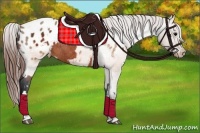 Horse Color:Brown Appaloosa  and Brown Dun Appaloosa 